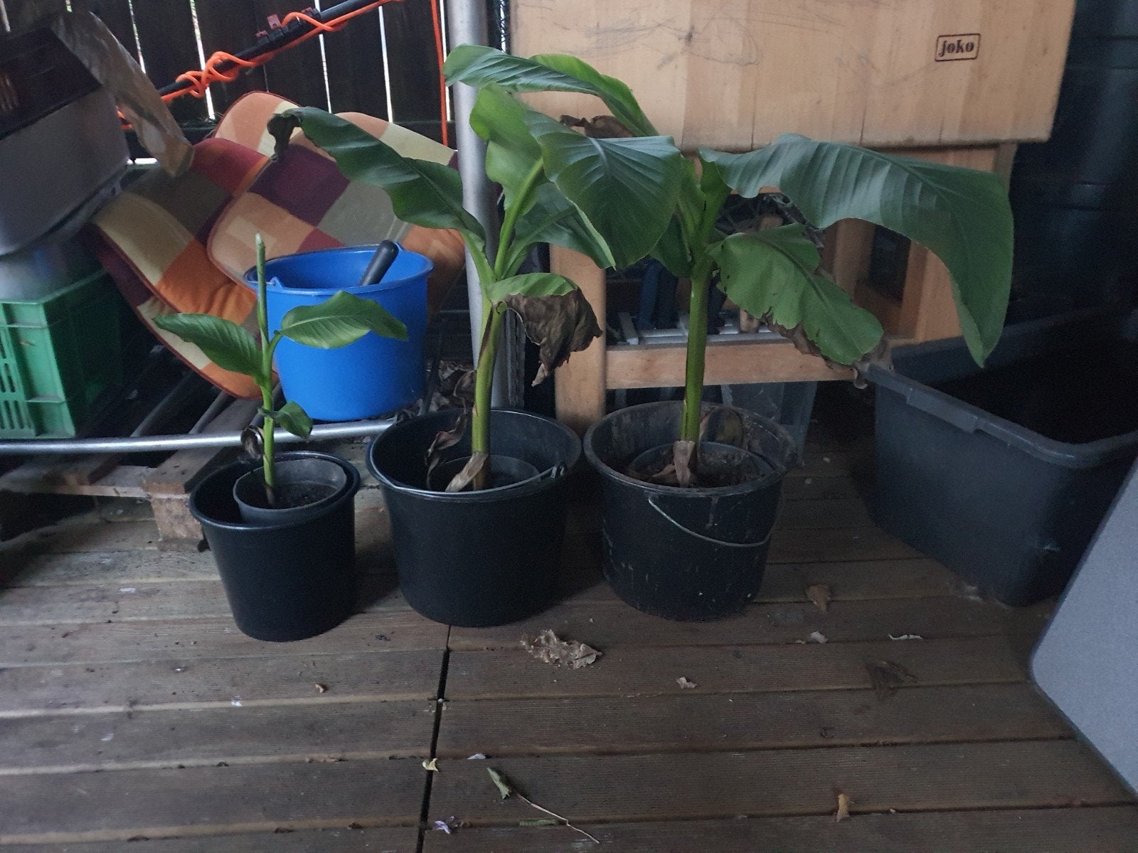 musa basjoo bananenplant, Ophalen, Overige soorten, Volle zon