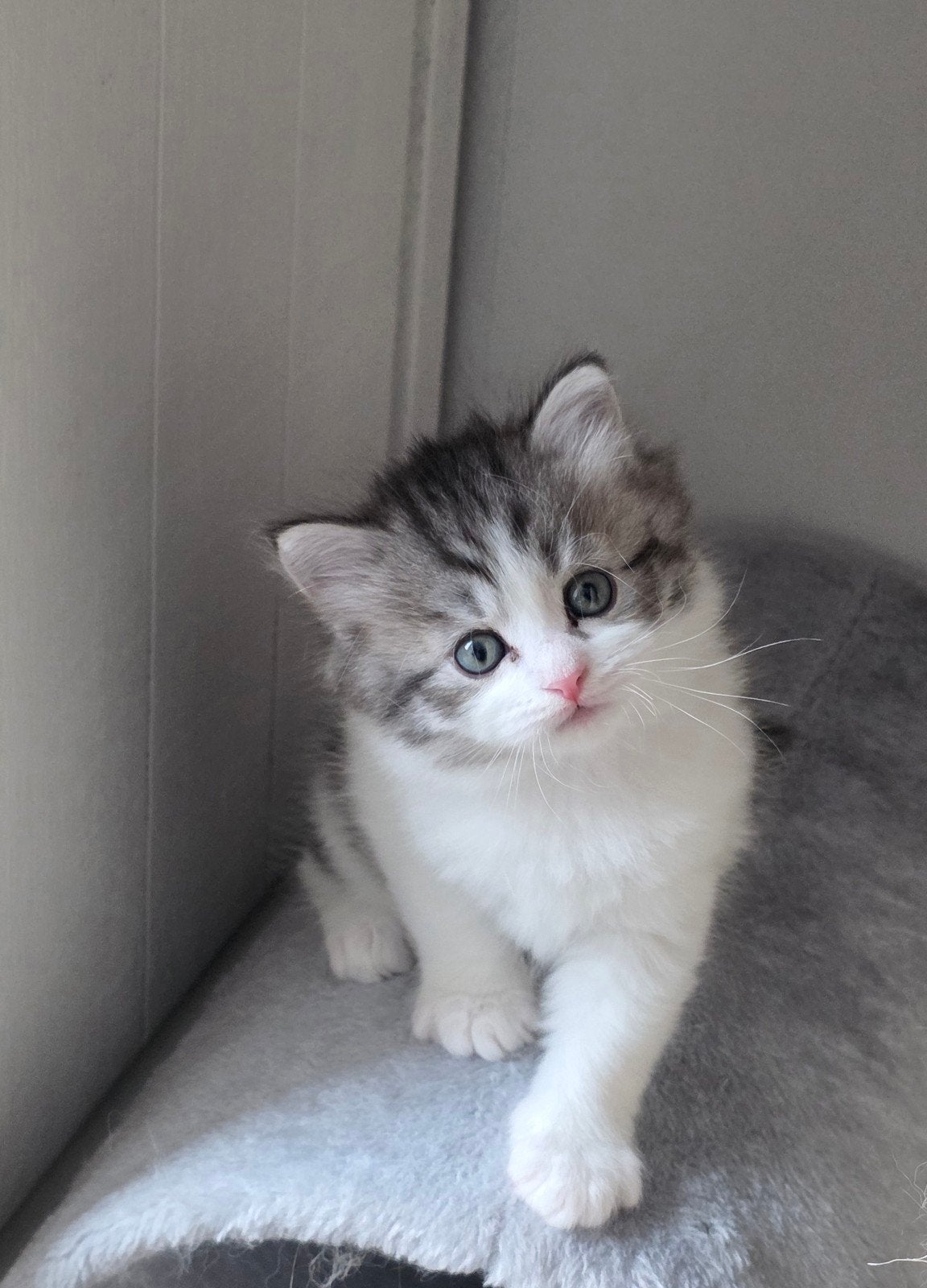 Siberische kittens, Dieren en Toebehoren, Katten en Kittens | Raskatten | Langhaar, Kater, Met stamboom, 0 tot 2 jaar