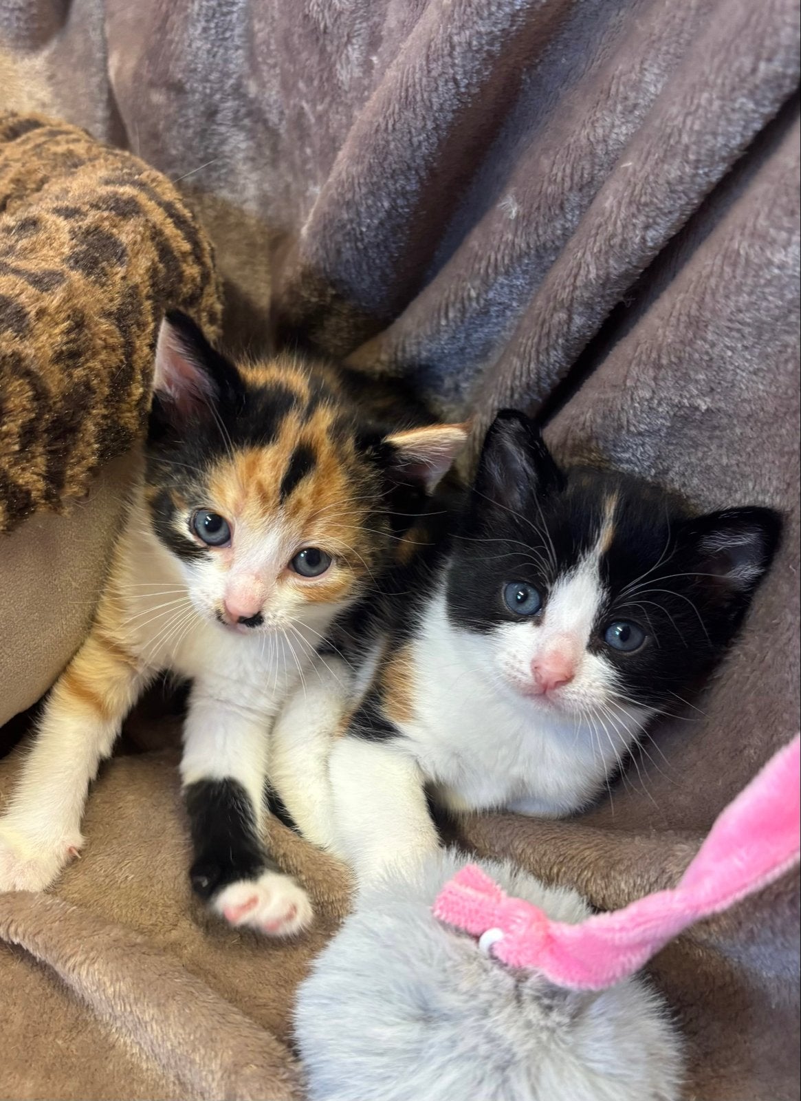 Superlieve kittens, Meerdere dieren