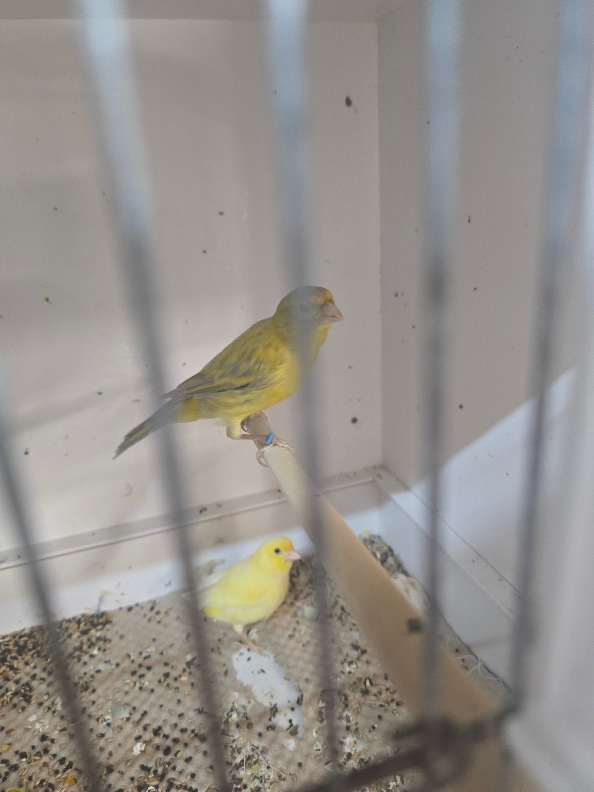 Koppel kanarie, Meerdere dieren, Parkiet