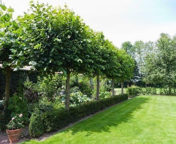 Leilinde, Tilia, Platanus en Liquidambar Leibomen Te Koop, Tuin en Terras, Planten | Bomen, Ophalen of Verzenden, Volle zon, Overige soorten