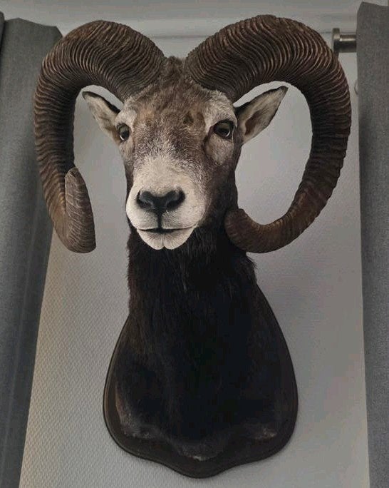 gewei mouflon, Ophalen of Verzenden, Zo goed als nieuw, Hert, Gewei of Kop