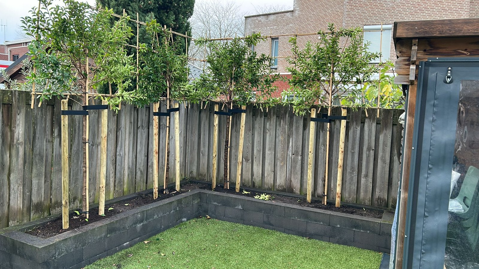 Groenblijvende leivorm bomen vele soorten, plaatsen mogelijk, Tuin en Terras, Planten | Bomen, Ophalen, Zomer, In pot, Volle zon