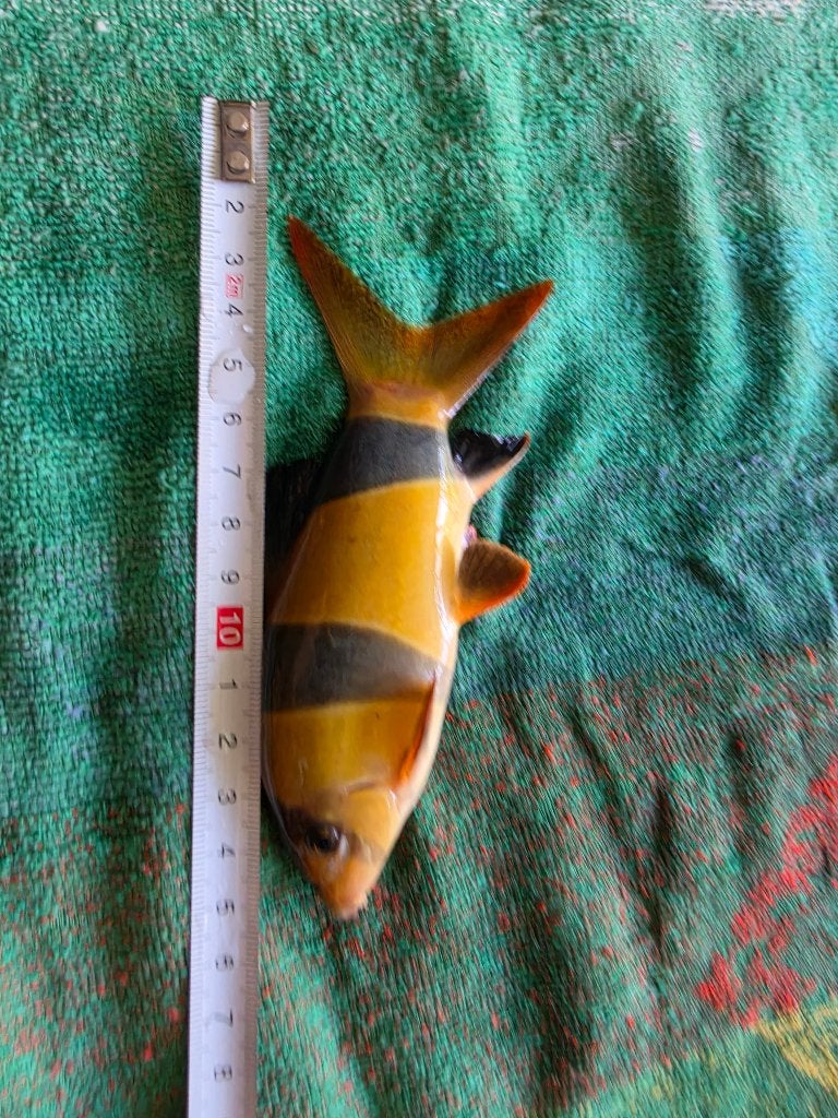 2x Grote clown botia / Botia macracanthus 14cm, Vis, Zoetwatervis