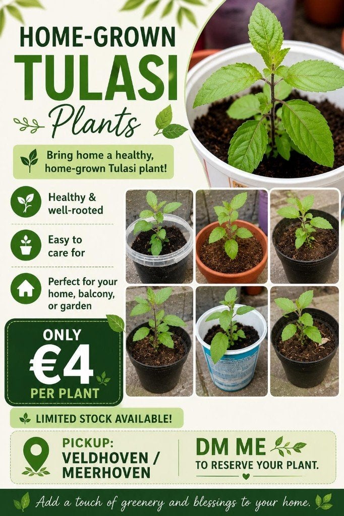 Tulasi plants, Ophalen, Overige soorten, Halfschaduw, In pot