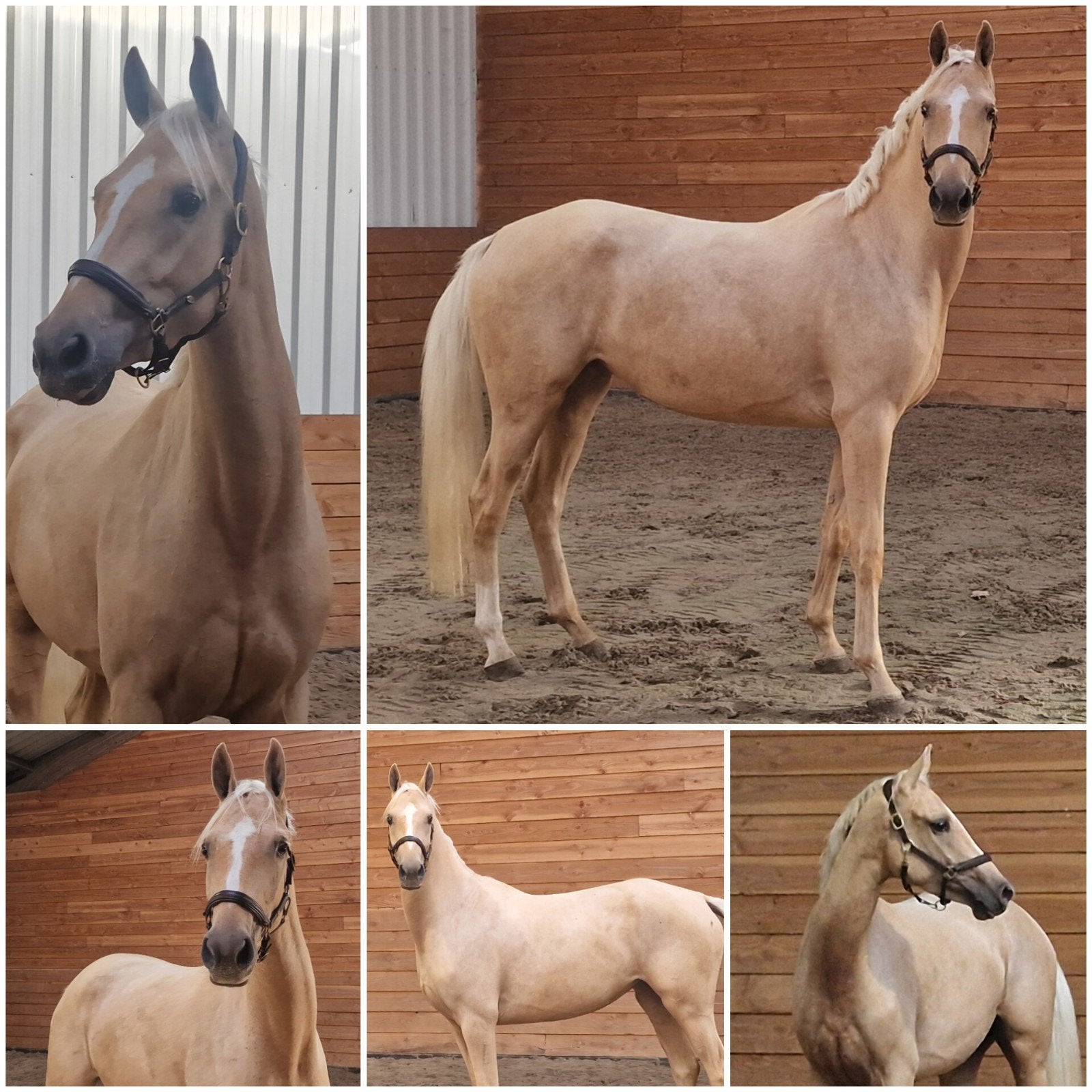 Vanuit eigen fokkerij, diverse palomino's!, Merrie, Onbeleerd, Dressuurpaard, 3 tot 6 jaar