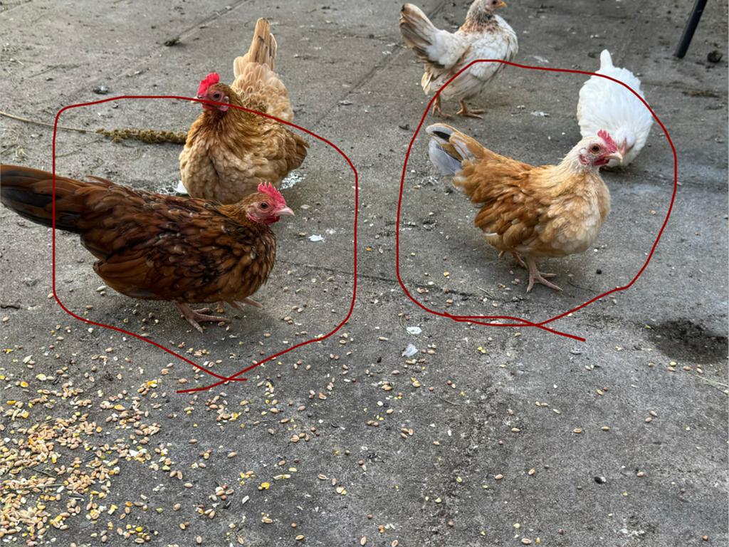Tamme Serama haantjes, Dieren en Toebehoren, Pluimvee, Mannelijk, Kip