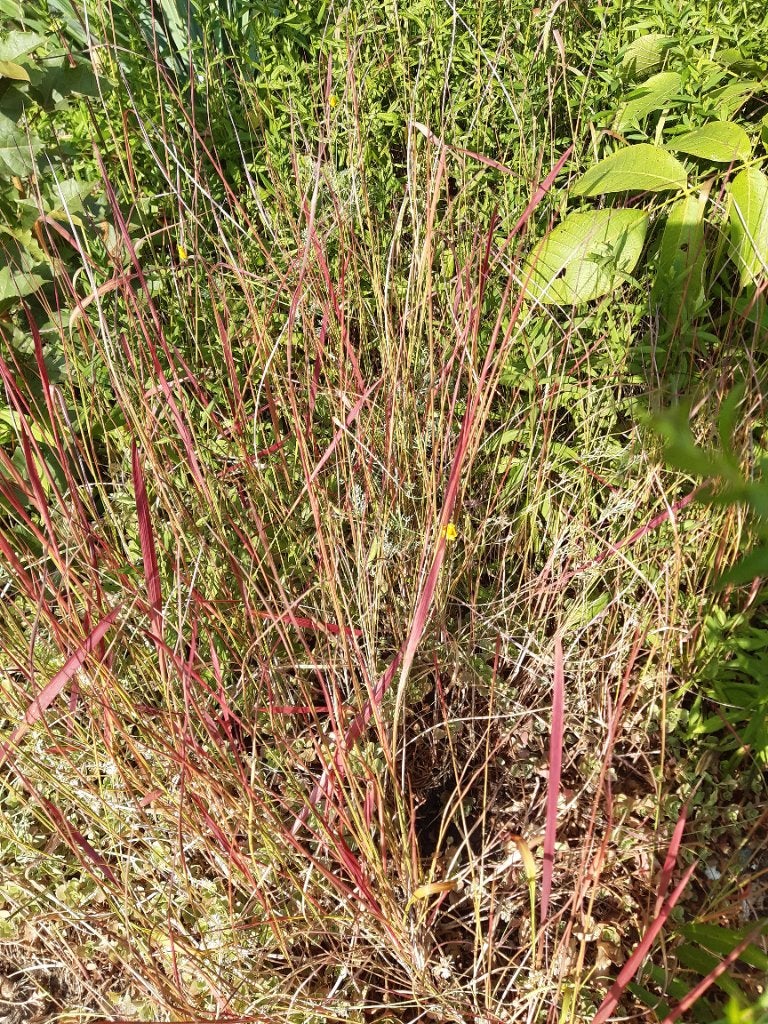 Gratis tuinplanten herfstaster bloedgras, Ophalen, Overige soorten, Halfschaduw