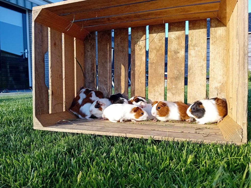 Prachtige gladharige driekleur cavia's te koop!, Dieren en Toebehoren, Knaagdieren, Cavia, Mei, Meerdere dieren, Tam