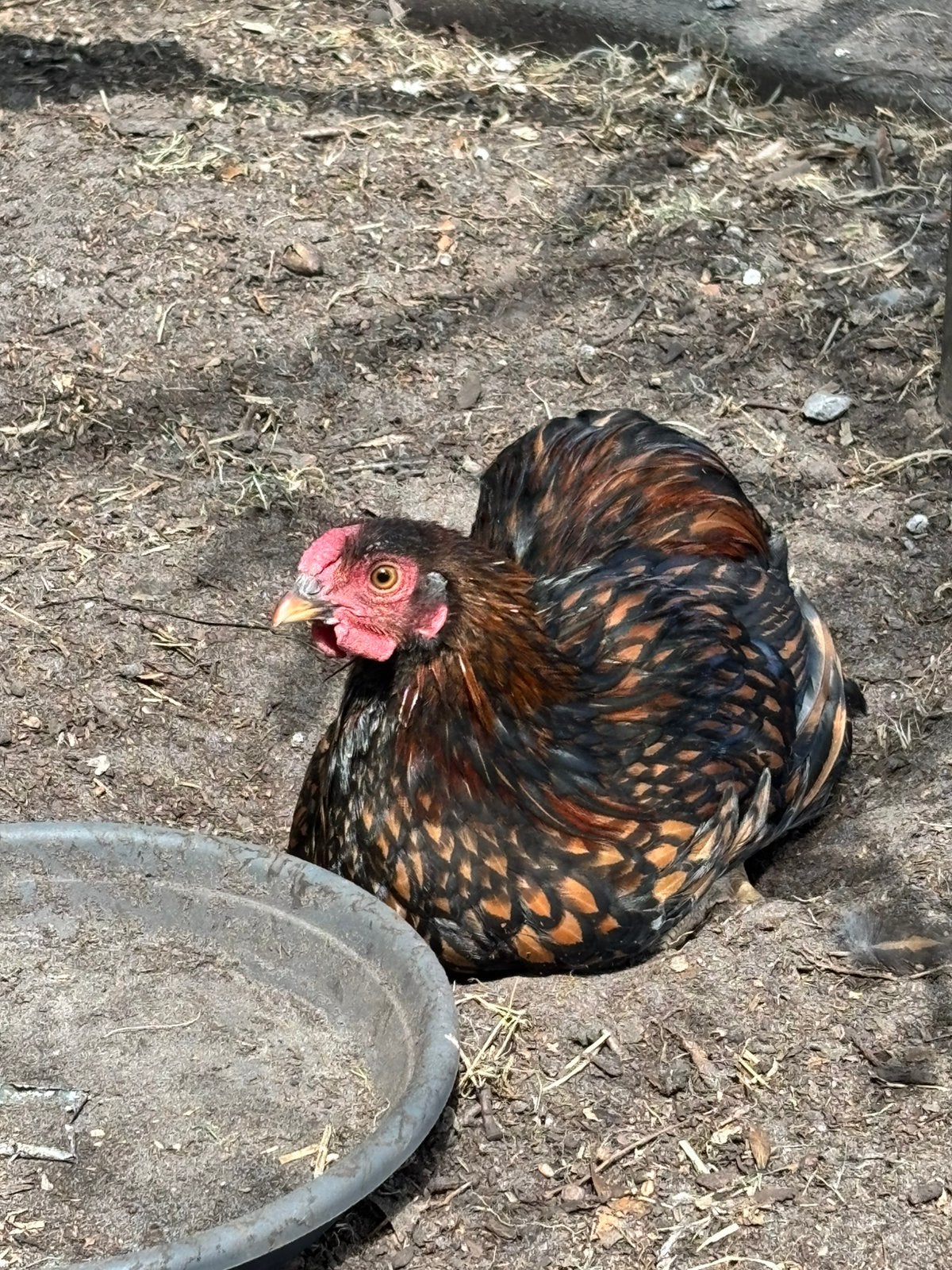 Wyandotte krielkip, Dieren en Toebehoren, Pluimvee, Vrouwelijk, Kip