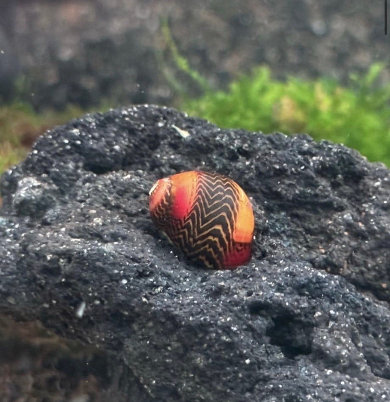 Neritina Waigiensis slak - slakken - aquarium, Dieren en Toebehoren, Slak of Weekdier, Zoetwatervis