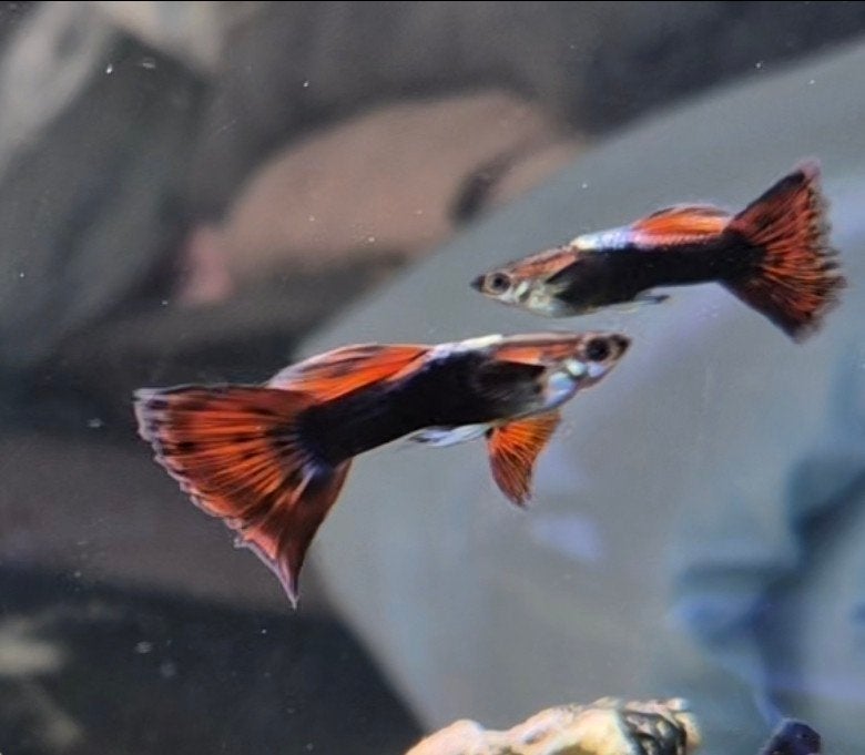 Mooie guppies te koop, Dieren en Toebehoren, Vis