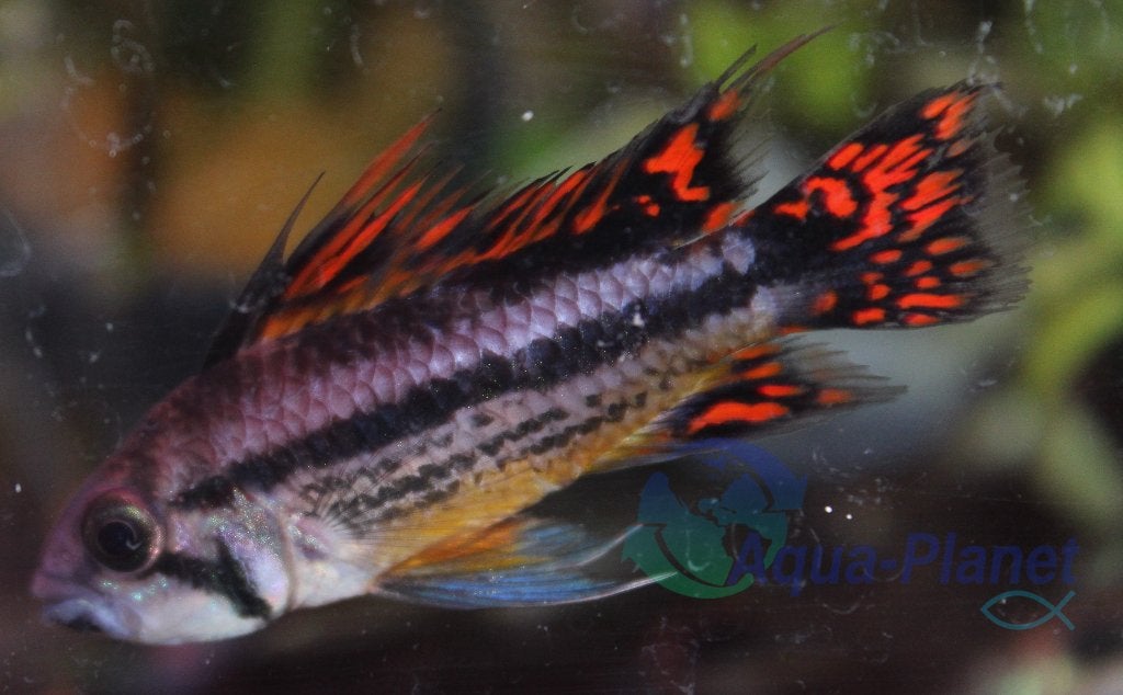 Apistogramma cacatuoides "Double Red", Vis, Zoetwatervis