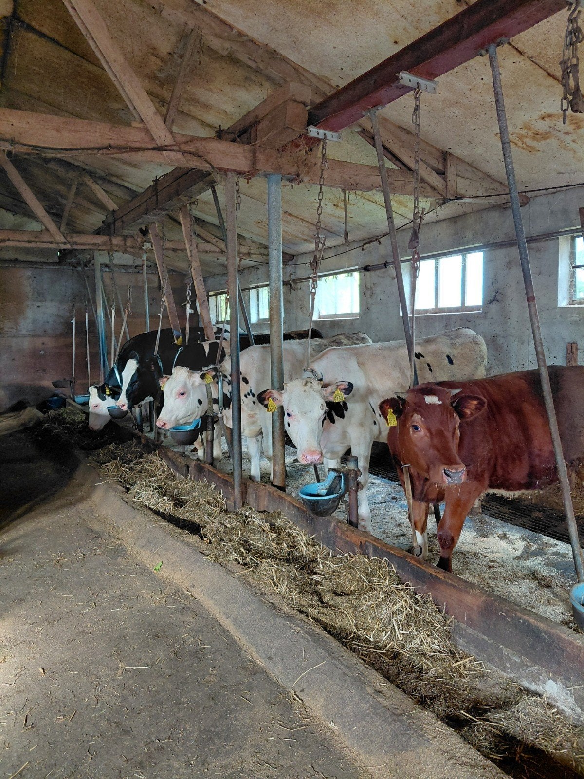 Vaarzen, pinken, koeien,, Meerdere dieren