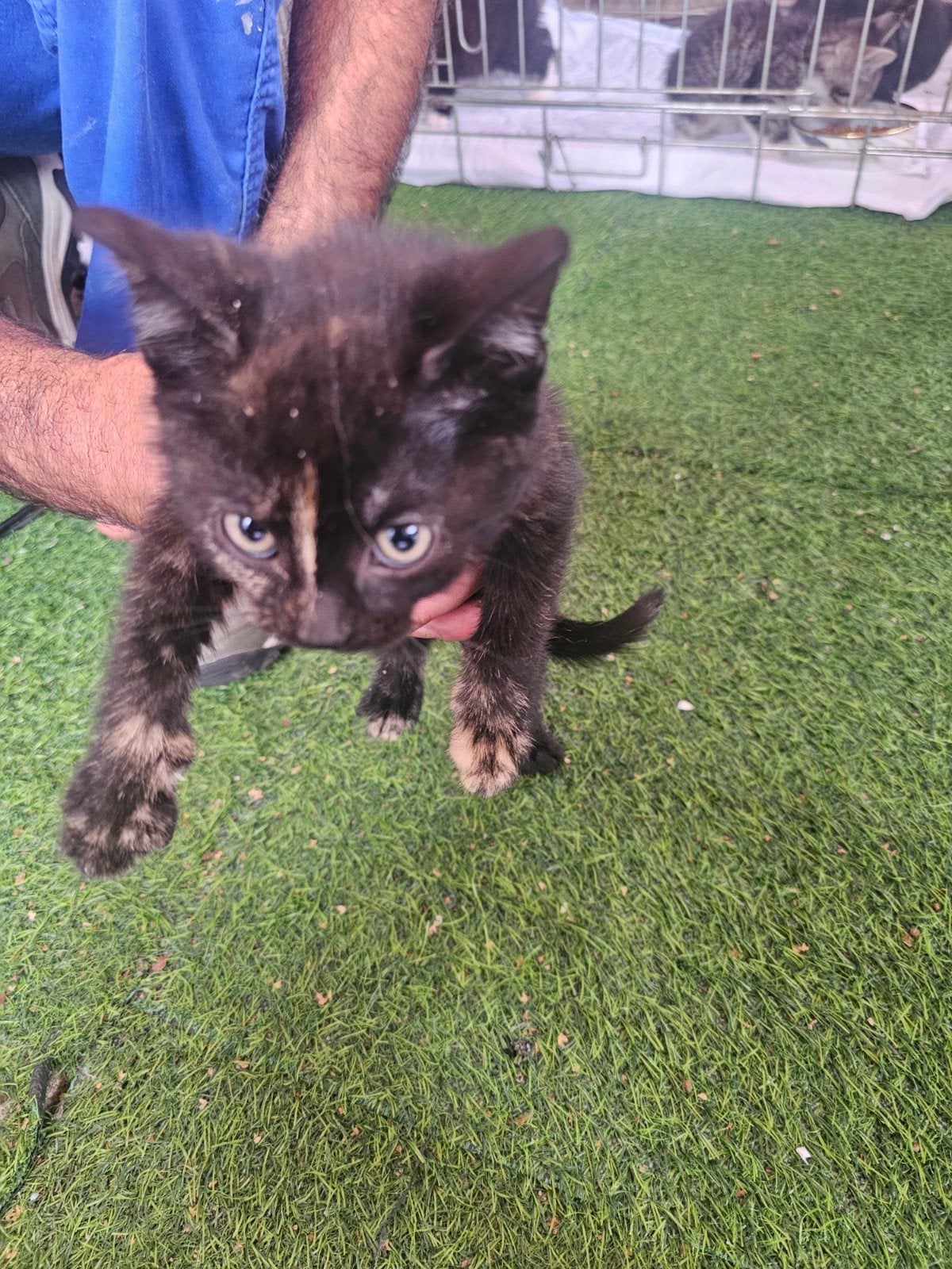 kittens, Dieren en Toebehoren, Meerdere dieren