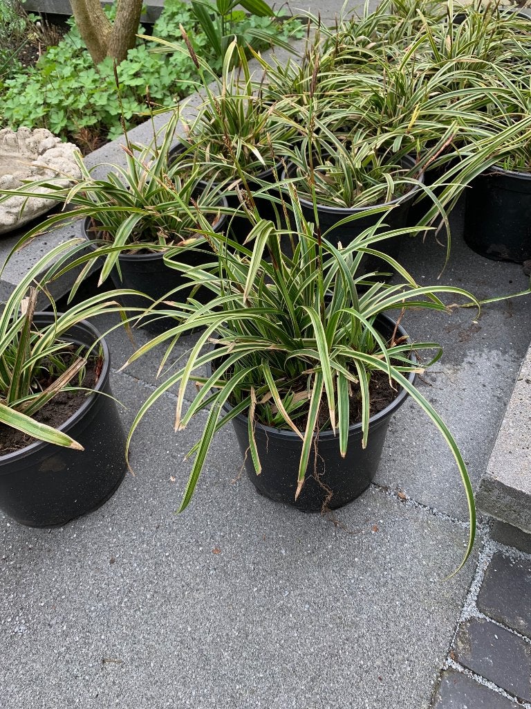 Laatste tuinplanten: Siergras CAREX, Gouden Japanse Zegge, Vaste plant, Halfschaduw, Lente, Ophalen