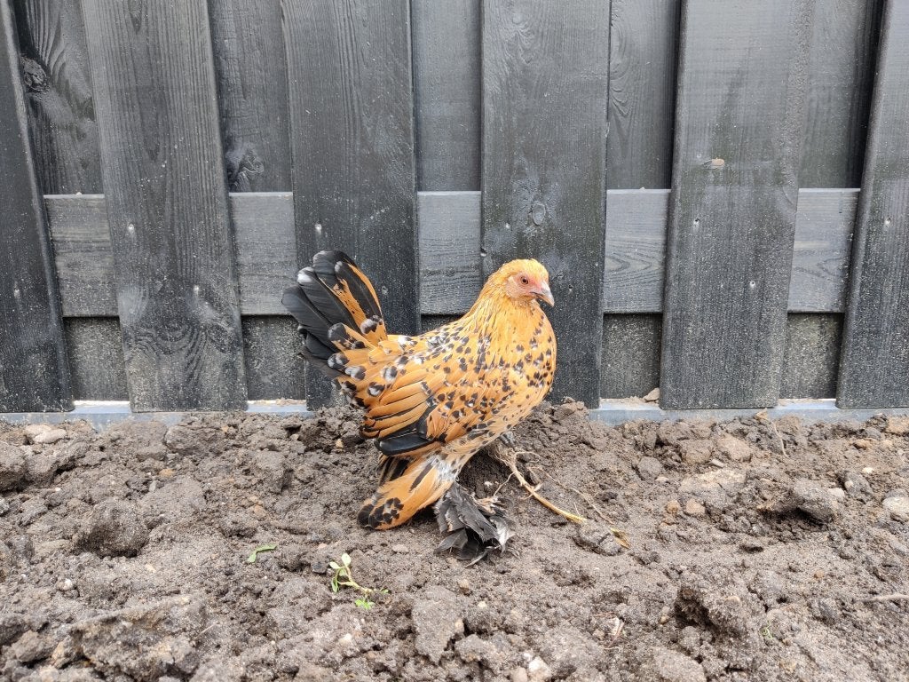 Sabelpoot kriel hennen kuikens, Vrouwelijk, Kip