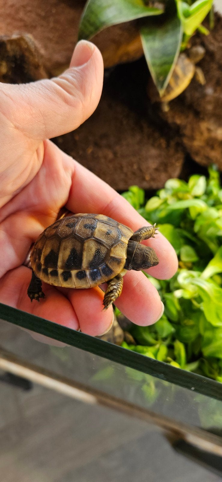 Lieve Griekse landschildpadden nakweek 2026 Tortoise photo 2
