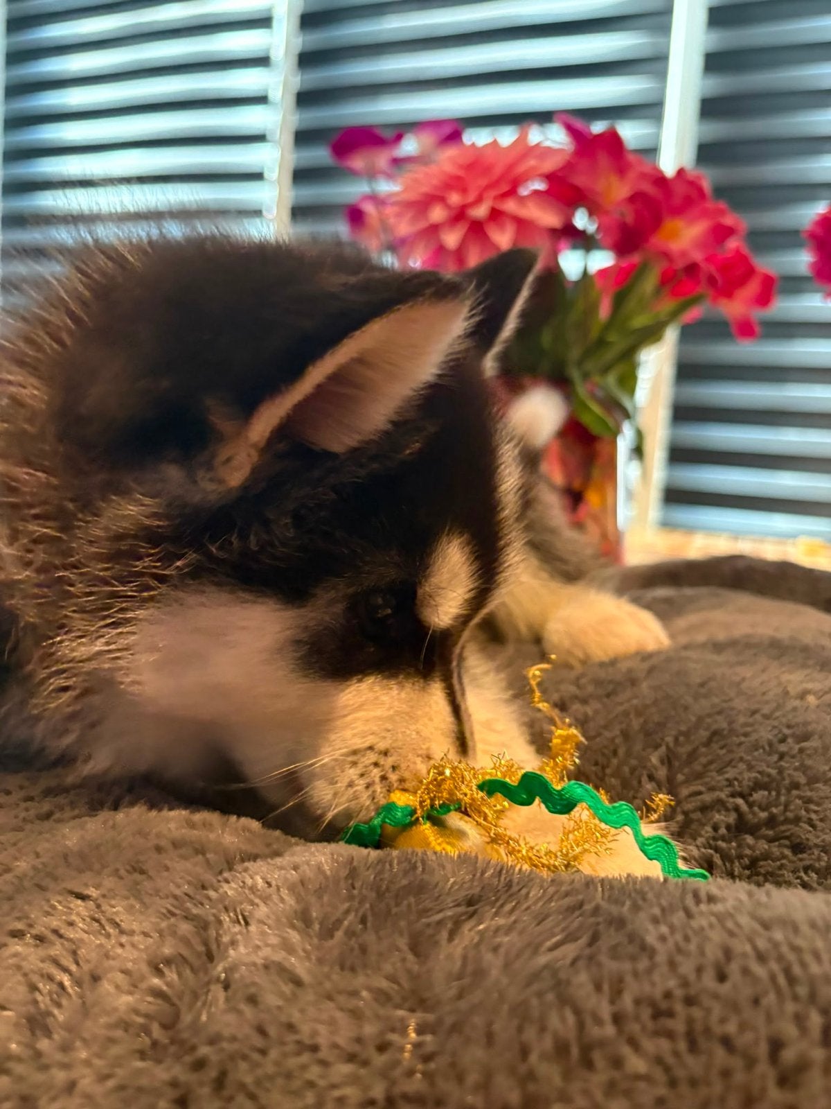 Siberische husky pup bleu, Parvo, Reu, 8 tot 15 weken, Poolhond