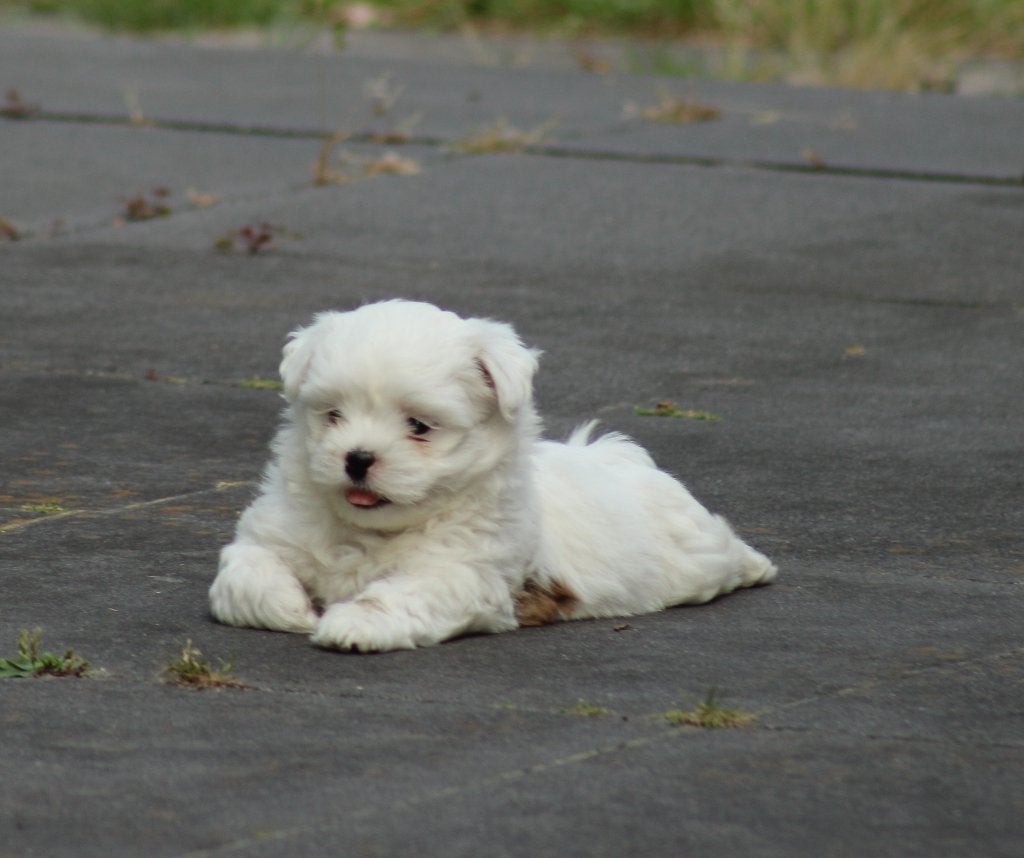 Schattige Shih tzu boomer pup., Nederland, HCC (leverziekte), Overige rassen, 8 tot 15 weken