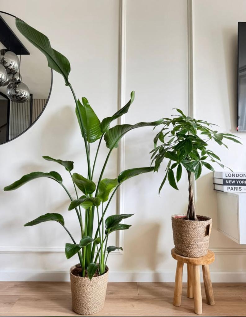 2 for 85- Strelitzia Nicolai & Pachira (Money Tree), Ophalen of Verzenden, In pot, Halfschaduw, Minder dan 100 cm