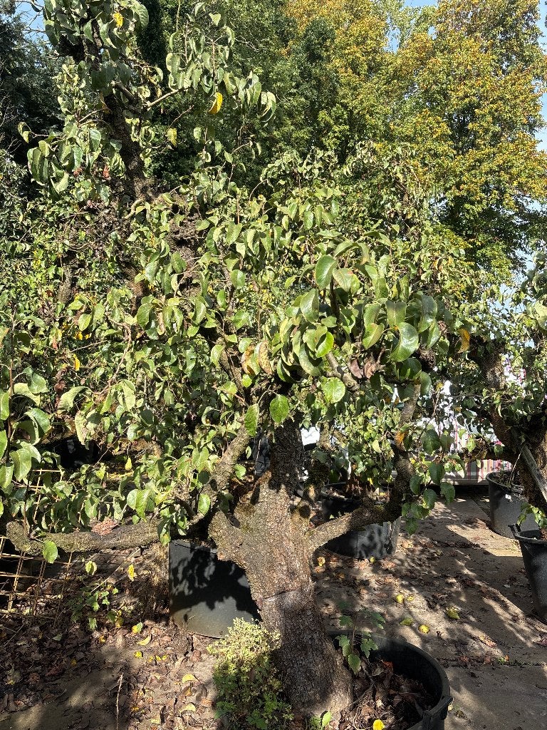 Peren bomen, Lente, Ophalen of Verzenden, 100 tot 250 cm, Perenboom