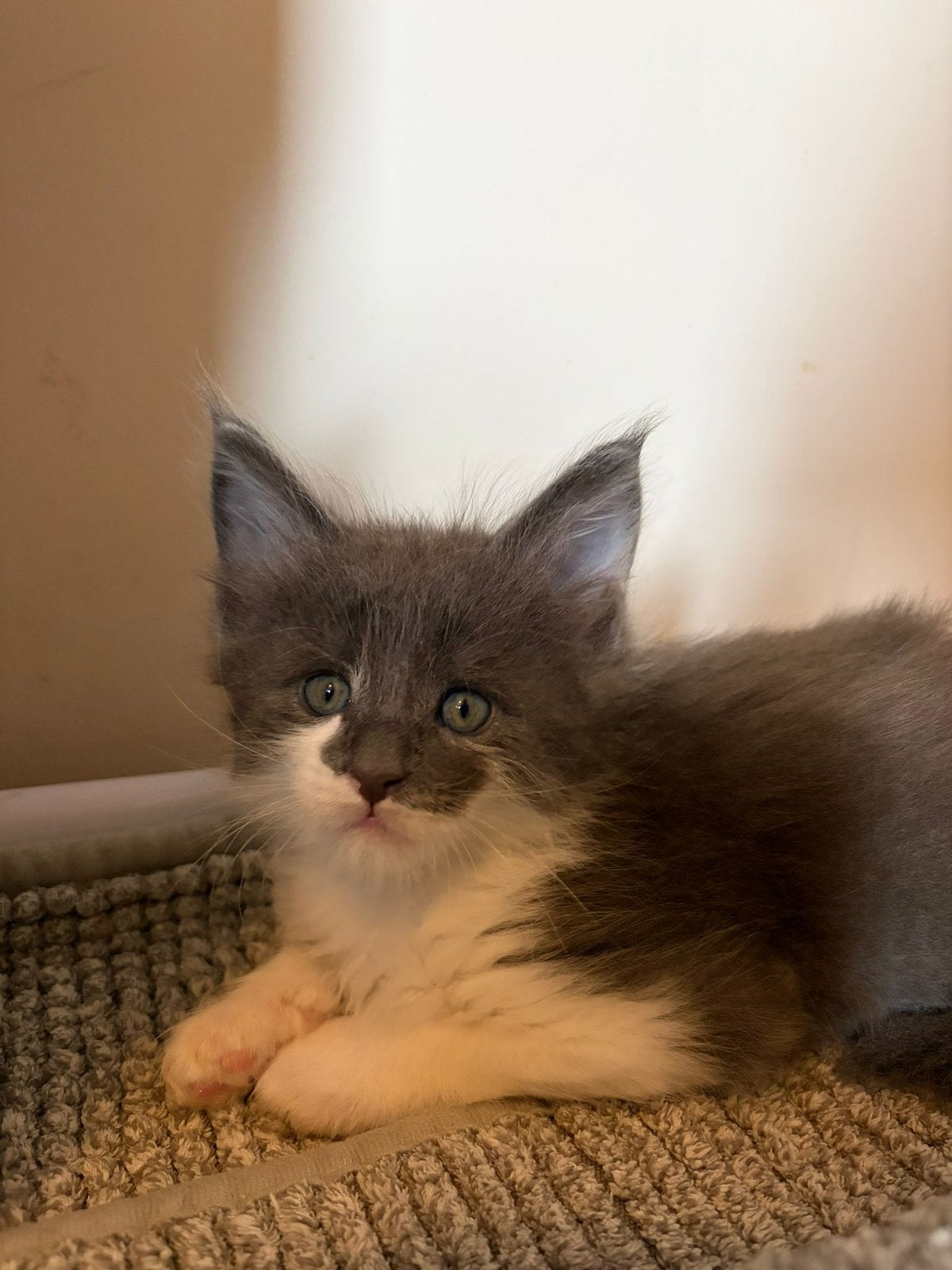 Maine coon kittens met stamboom, Dieren en Toebehoren, Meerdere dieren, Met stamboom, 0 tot 2 jaar