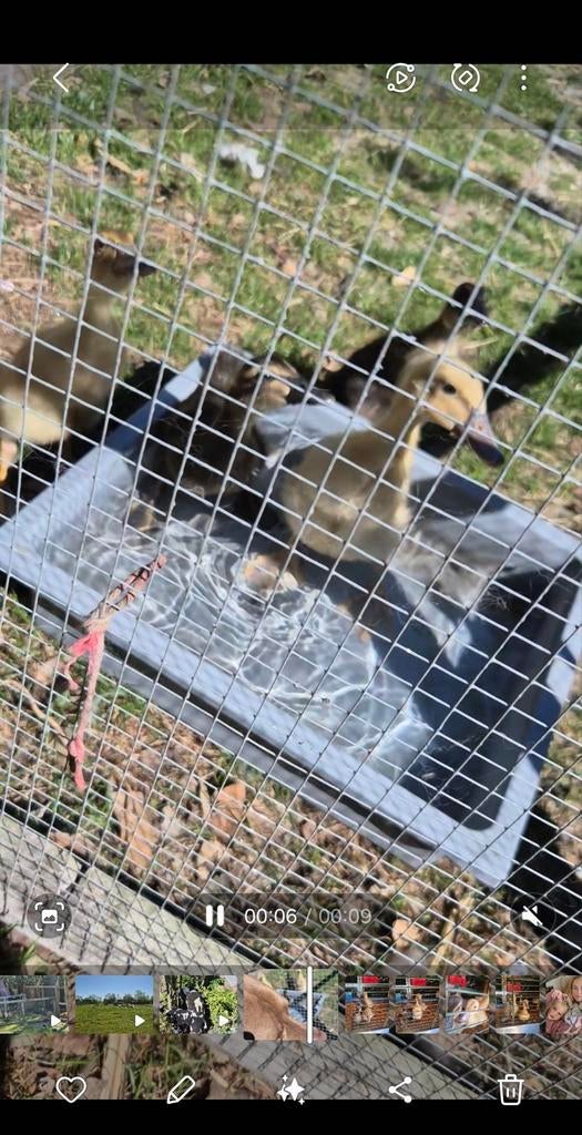 Baby loopeenden te koop, Dieren en Toebehoren, Pluimvee, Geslacht onbekend, Eend