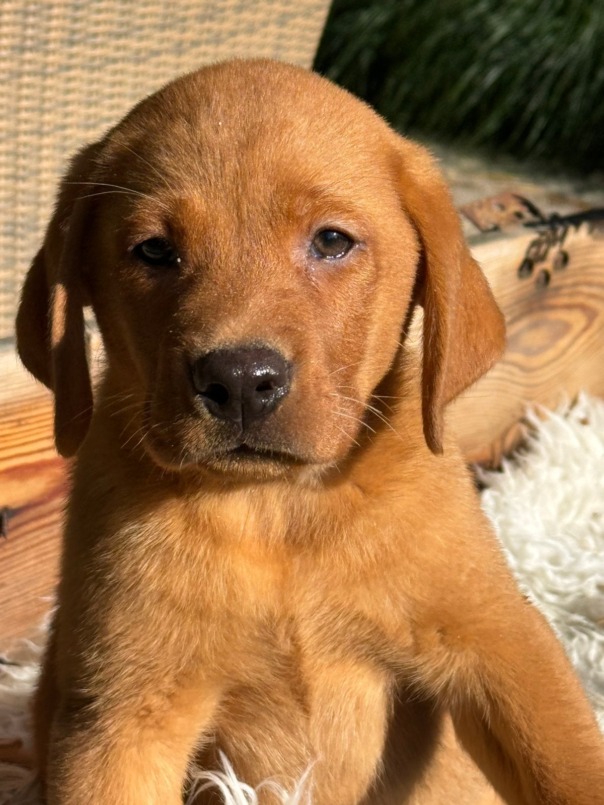 Redfox labrador, Parvo, Nederland, 8 tot 15 weken, Labrador retriever