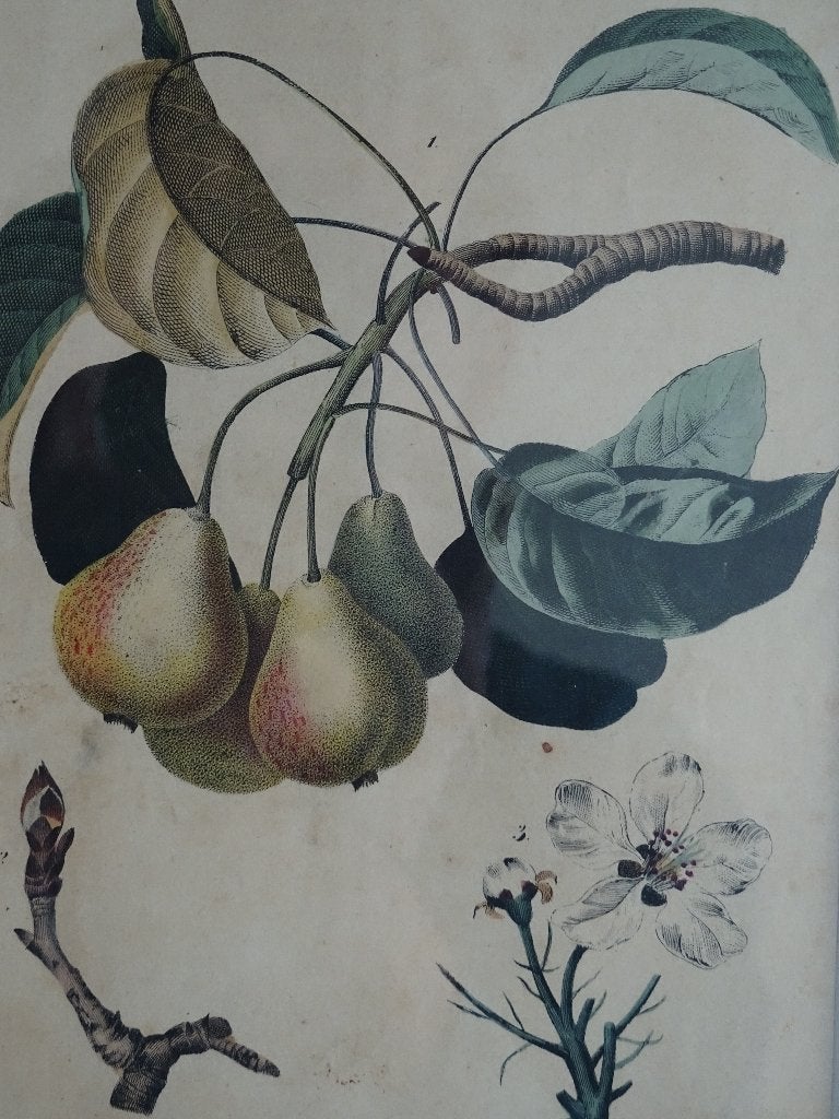 litho Perentak en bloesem Fruit C. Schach Stuttgart 1844, Ingelijst, Ophalen of Verzenden, Lithografie, Dieren en Natuur