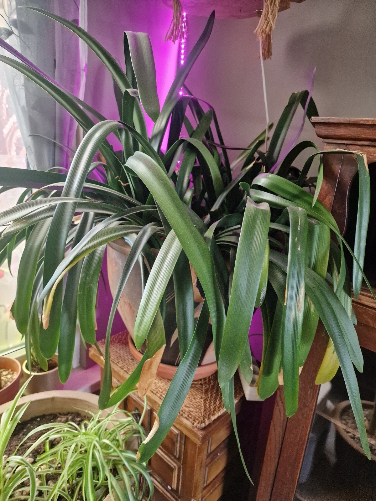 gratis planten, Ophalen, In pot, Halfschaduw, Minder dan 100 cm