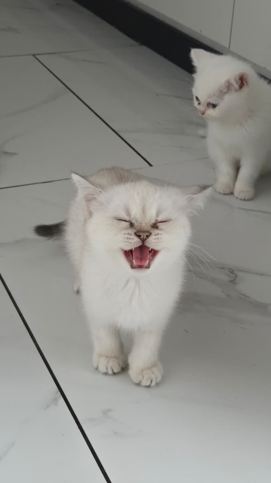 Britse korthaar kittens kater