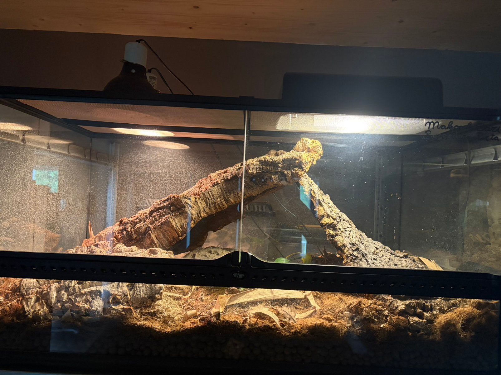 1.1 kweekkoppel paroedura picta + terrarium, Ophalen, Zo goed als nieuw