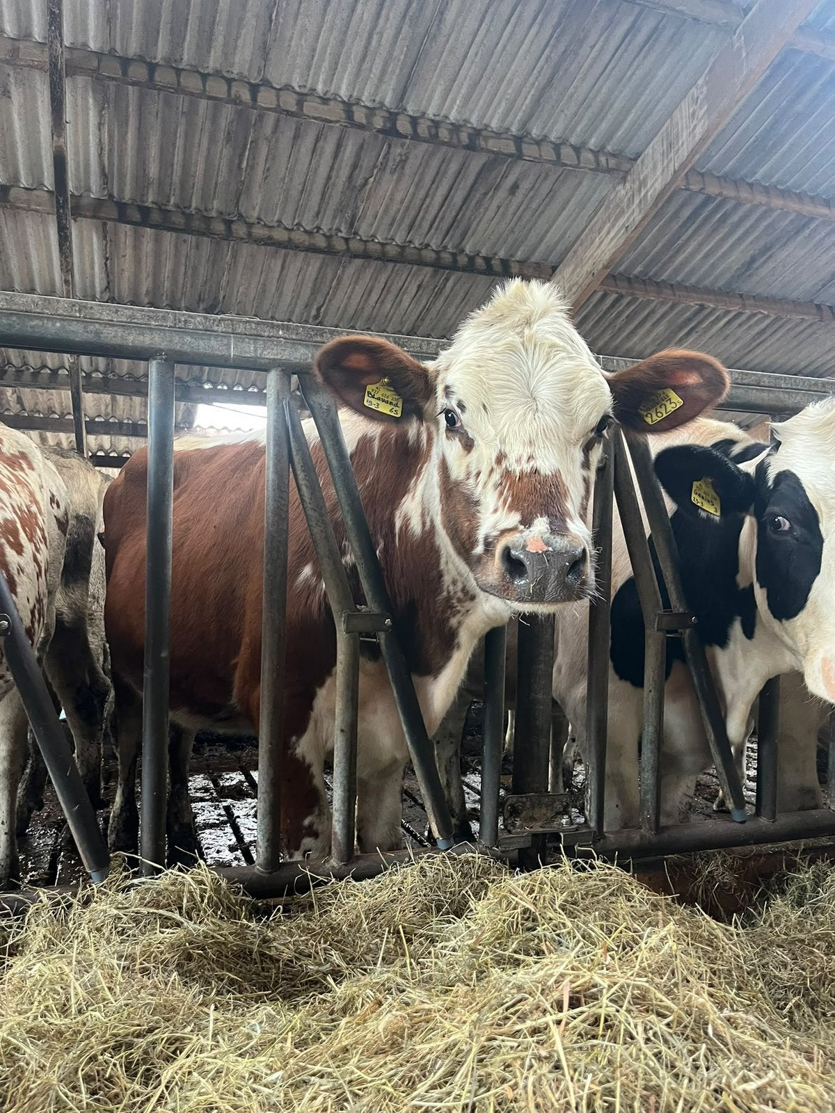 Witrik pink, Dieren en Toebehoren, Vrouwelijk