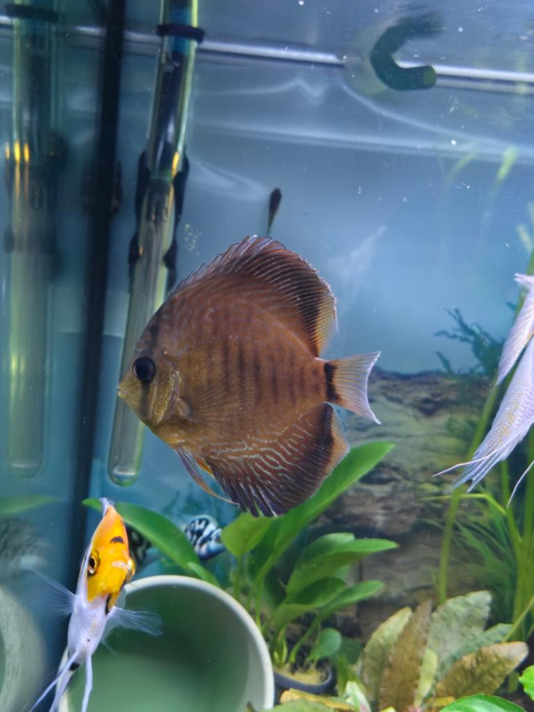 Discus vis, Vis