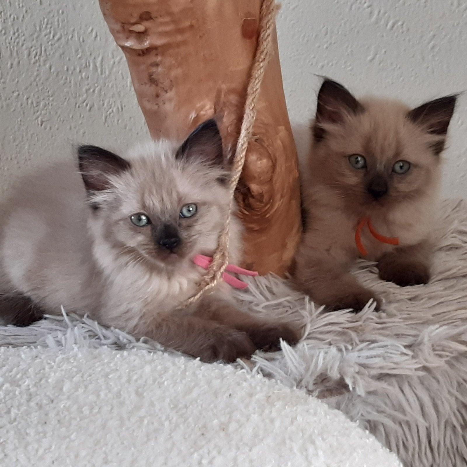 Mooie aparte seal mink  ragdoll kittens (cherubim), Dieren en Toebehoren, Katten en Kittens | Raskatten | Langhaar, Meerdere dieren