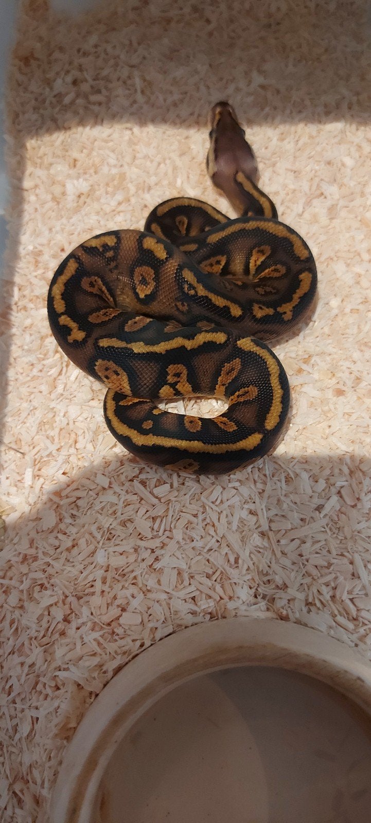 koningspythons te koop nk 2026 Ball Python photo 3