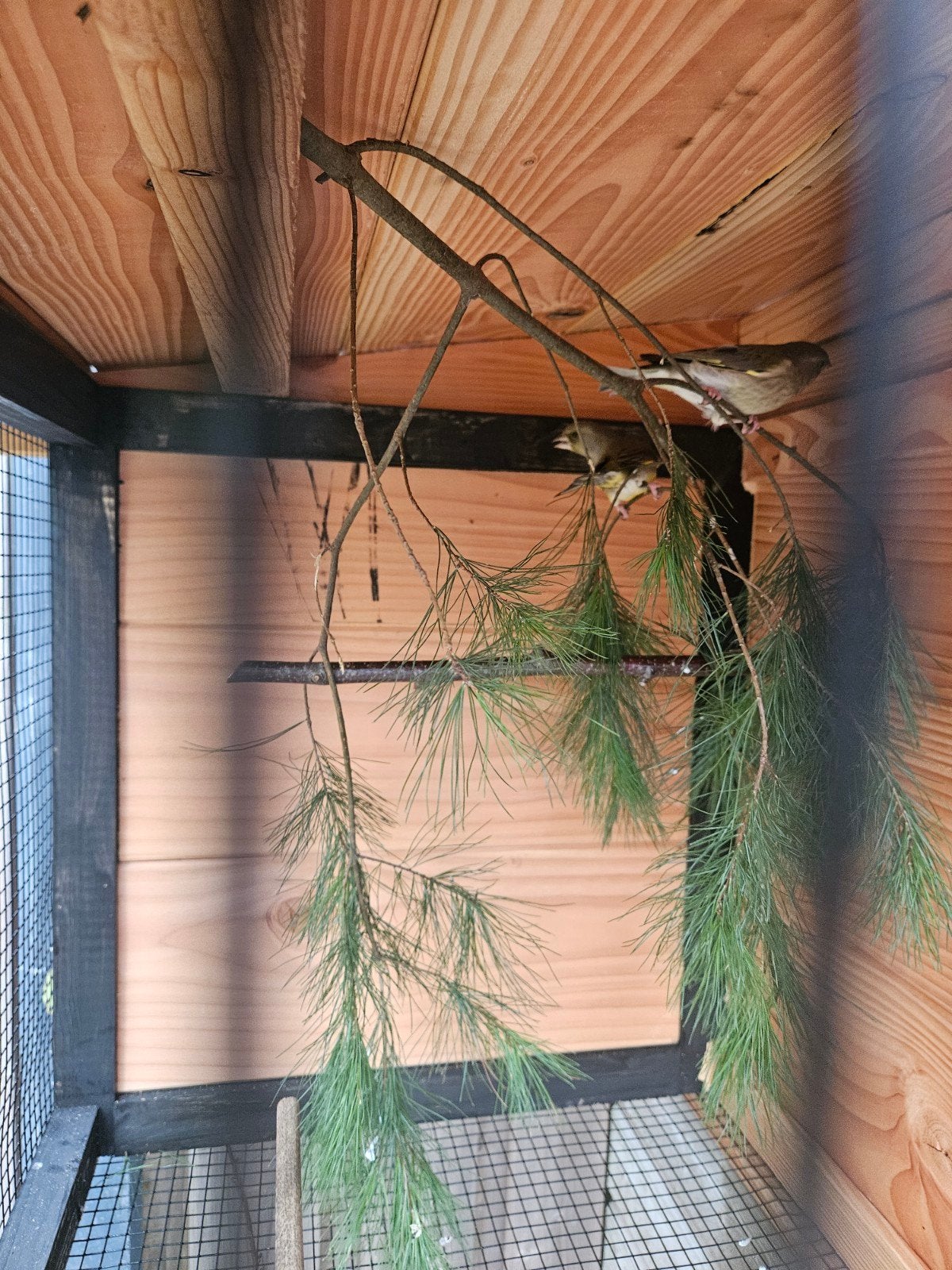 Wildkleur groenlingen, Meerdere dieren, Wildzangvogel, Geringd