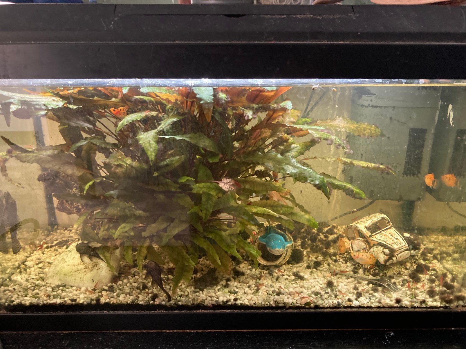 Juwel 60 aquarium met vissen en garnalen, Ophalen, Gebruikt, Gevuld zoetwateraquarium, Juwel