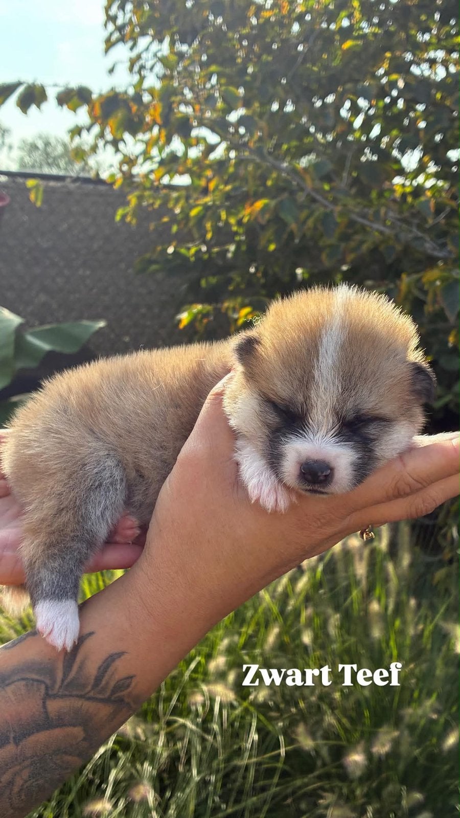 Akita pups, België, Fokker | Hobbymatig, Overige rassen, 8 tot 15 weken