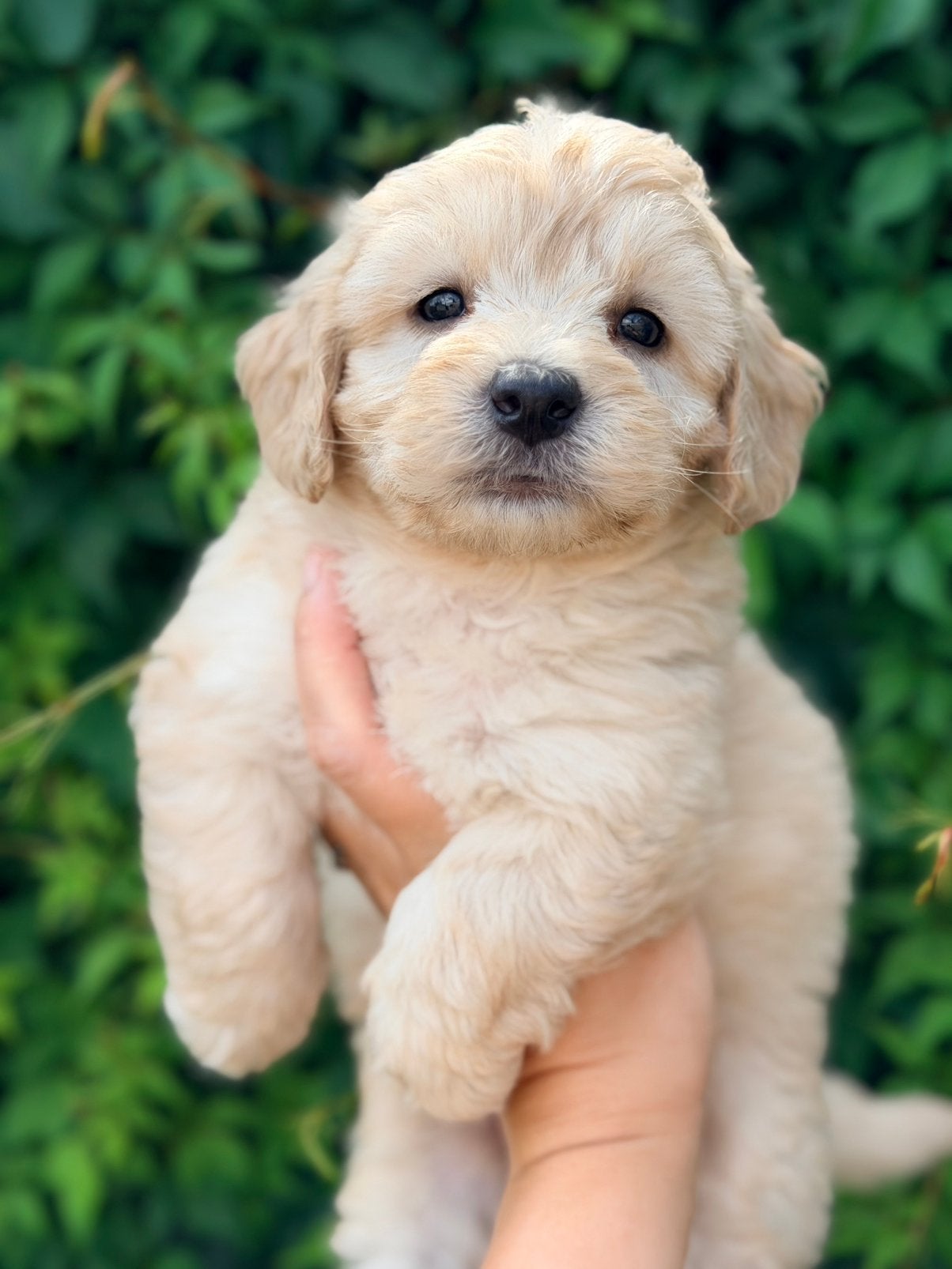 Maltipoo pups te koop!, Dieren en Toebehoren, Parvo, Overige rassen, 8 tot 15 weken, Meerdere