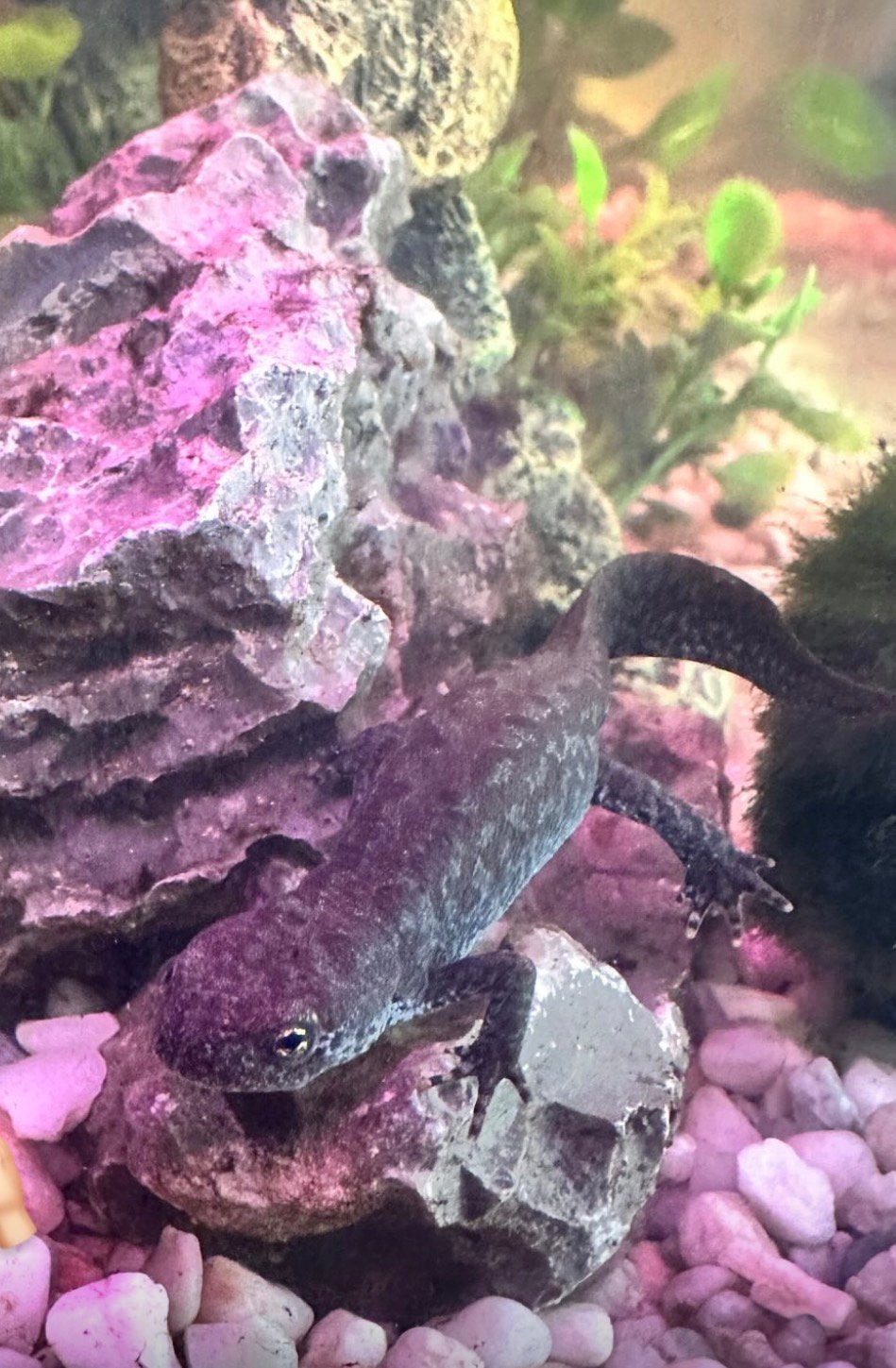4 Alpenwater Salamanders, Amfibie, 3 tot 6 jaar