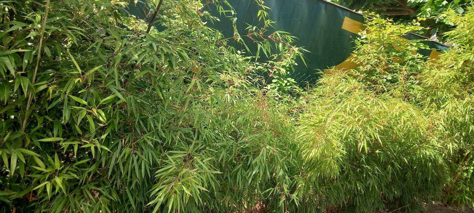 4 Lage Bamboeplanten al wel grootte planten €25 per stuk., Ophalen, Volle zon, Vaste plant, Siergrassen