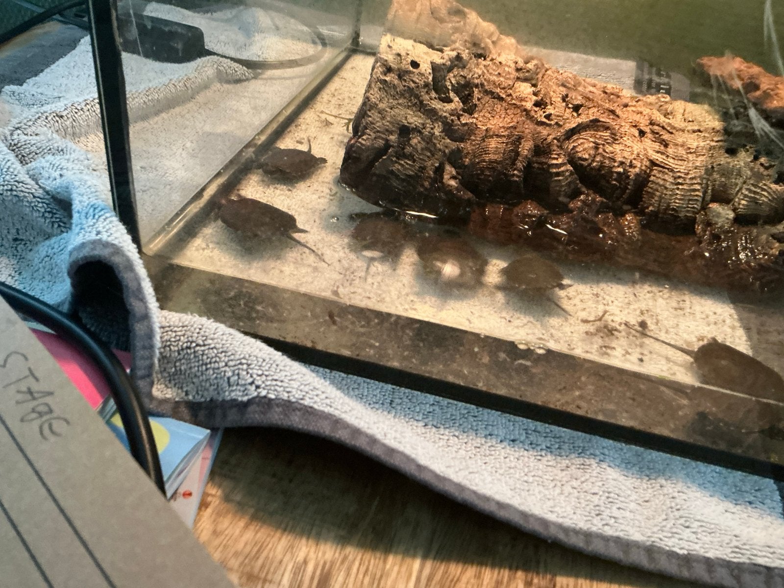 Moeras schilpadden te koop, Dieren en Toebehoren