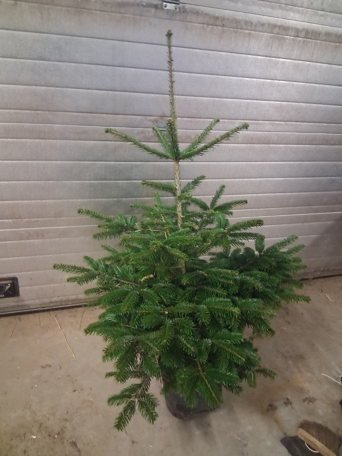 nordman kerstbomen, Tuin en Terras, Planten | Bomen, Ophalen, Bloeit niet, In pot, 100 tot 250 cm