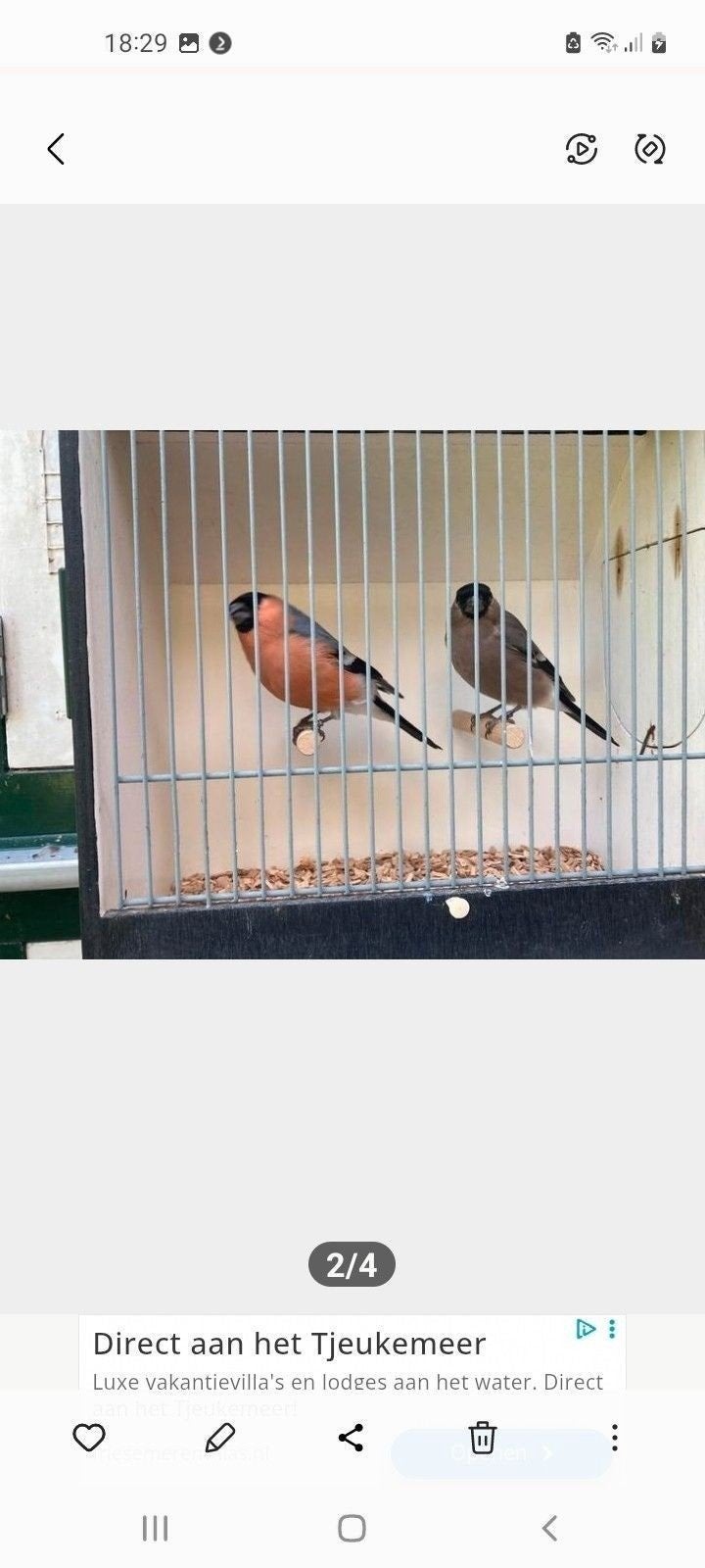 Koppel noordsegoudvinken, Dieren en Toebehoren, Meerdere dieren, Geringd