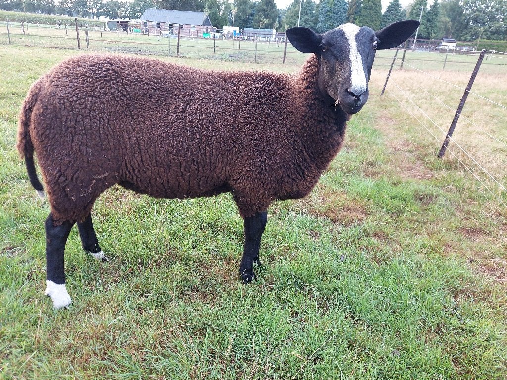 zwartbles (dek)ram, Dieren en Toebehoren, Mannelijk, Schaap, 0 tot 2 jaar