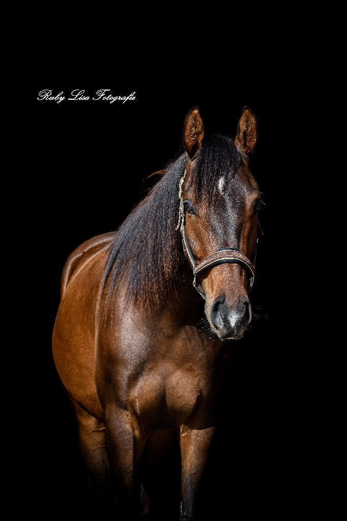 3-jarige KWPN-ruin – Teusie LL (This Is Naqueen x Valdez), Met stamboom, Ruin, Dressuurpaard, 3 tot 6 jaar