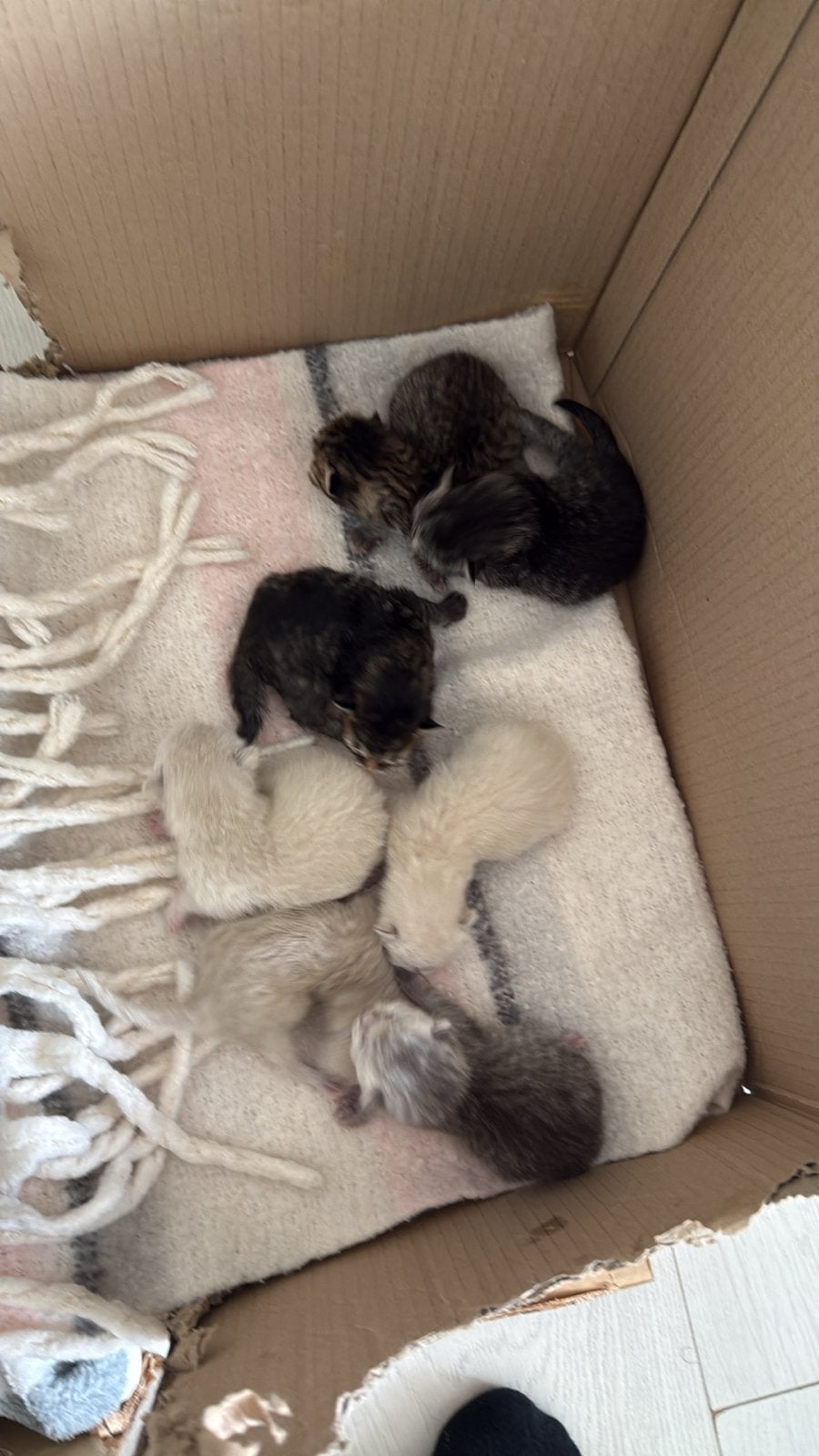 Britsekorthaar mycoon kittens, Dieren en Toebehoren, Meerdere dieren, Kortharig