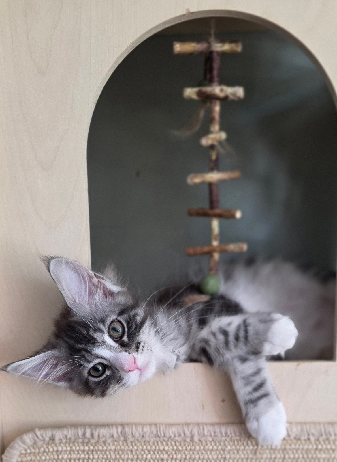 Maine Coon katertje, stamboom,gechipt. Uit geteste ouders, Kater, Met stamboom, 0 tot 2 jaar